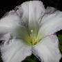 Hedge Bindweed (Calystegia sepium): This native generally confines itself to salt marshes or  saline areas.